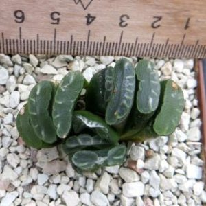 haworthia truncata
