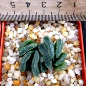 haworthia  truncata spiralus