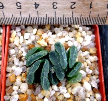 haworthia  truncata spiralus