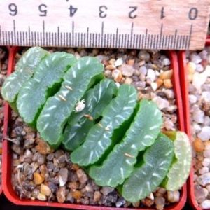 haworthia  truncata