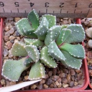 aloinopsis setifera