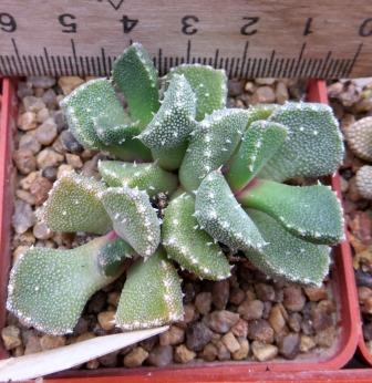 aloinopsis setifera
