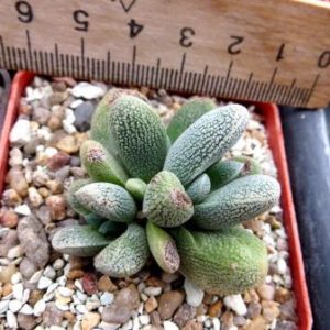 crassula tecta aff ЮАР