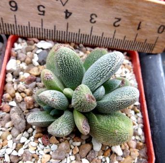 crassula tecta aff ЮАР