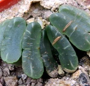 haworthia  truncata