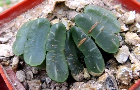 haworthia  truncata