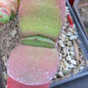 gasteria glomerata