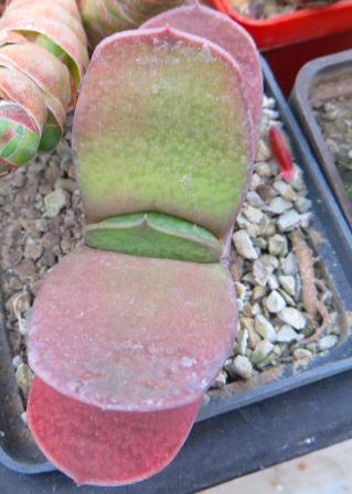 gasteria glomerata