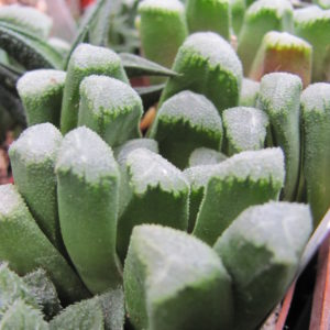 Haworthia maughanii