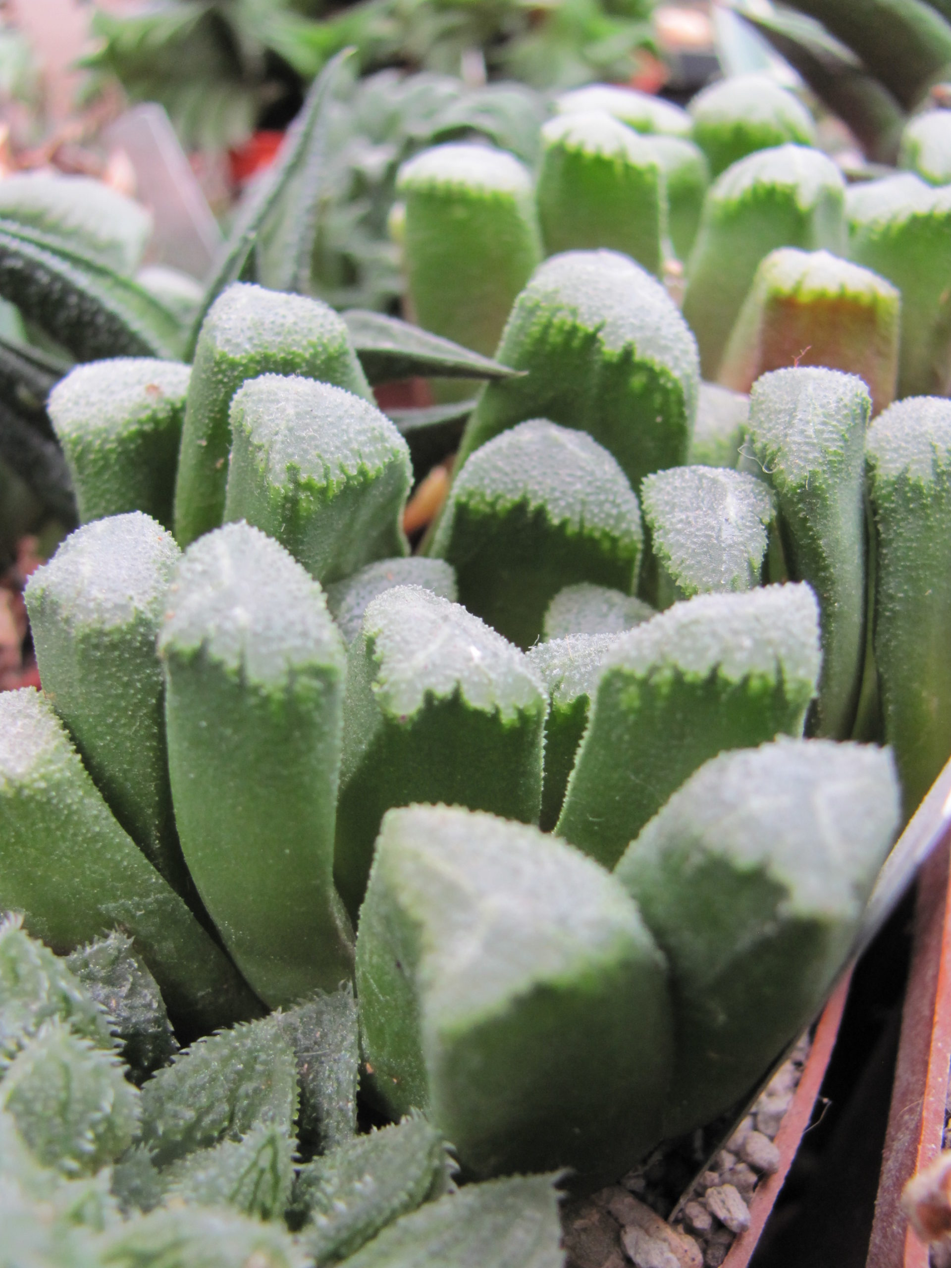 Haworthia maughanii