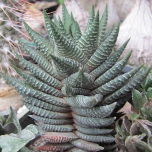 Haworthia limifolia    hybr.