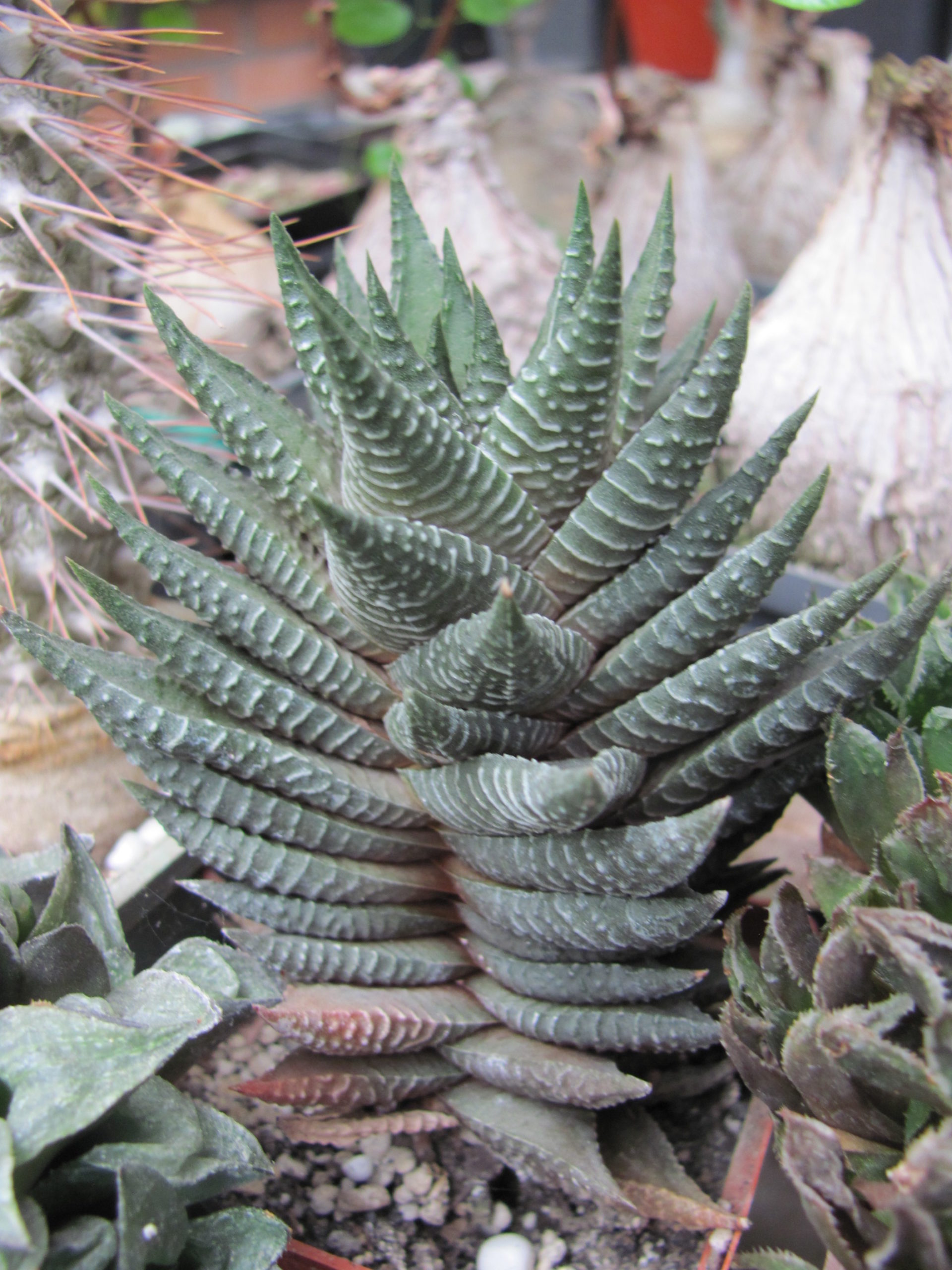 Haworthia limifolia    hybr.