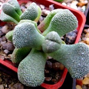 aloinopsis luckhoffii