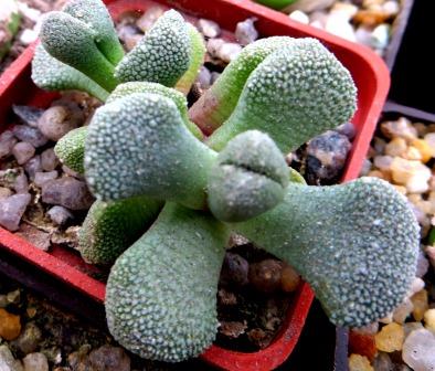aloinopsis luckhoffii