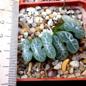 haworthia  truncata Japan