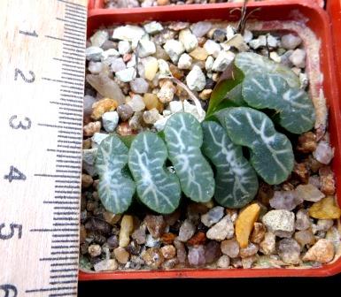 haworthia  truncata Japan