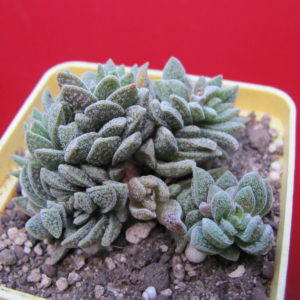 Crassula   Frosty
