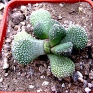 aloinopsis luckhoffii