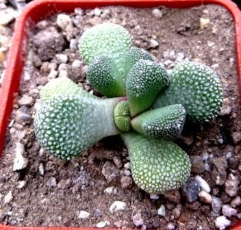 aloinopsis luckhoffii