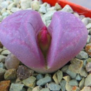 lithops optica rubra