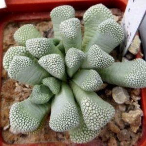 1874.9 MG titanopsis primosii