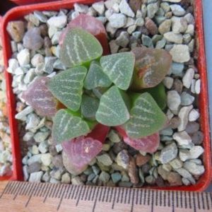 Haworthia pygmaea v. argenteo-maculosa ЮАР