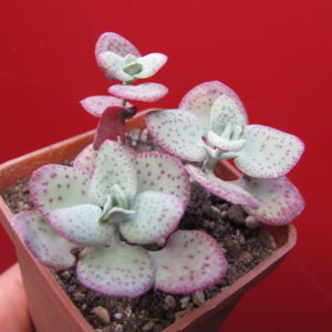 Crassula cordata