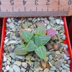 Haworthia pygmaea v. argenteo-maculosa ЮАР
