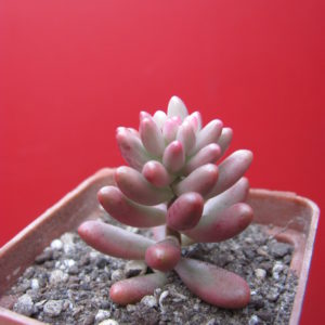 Sedum   Aurora