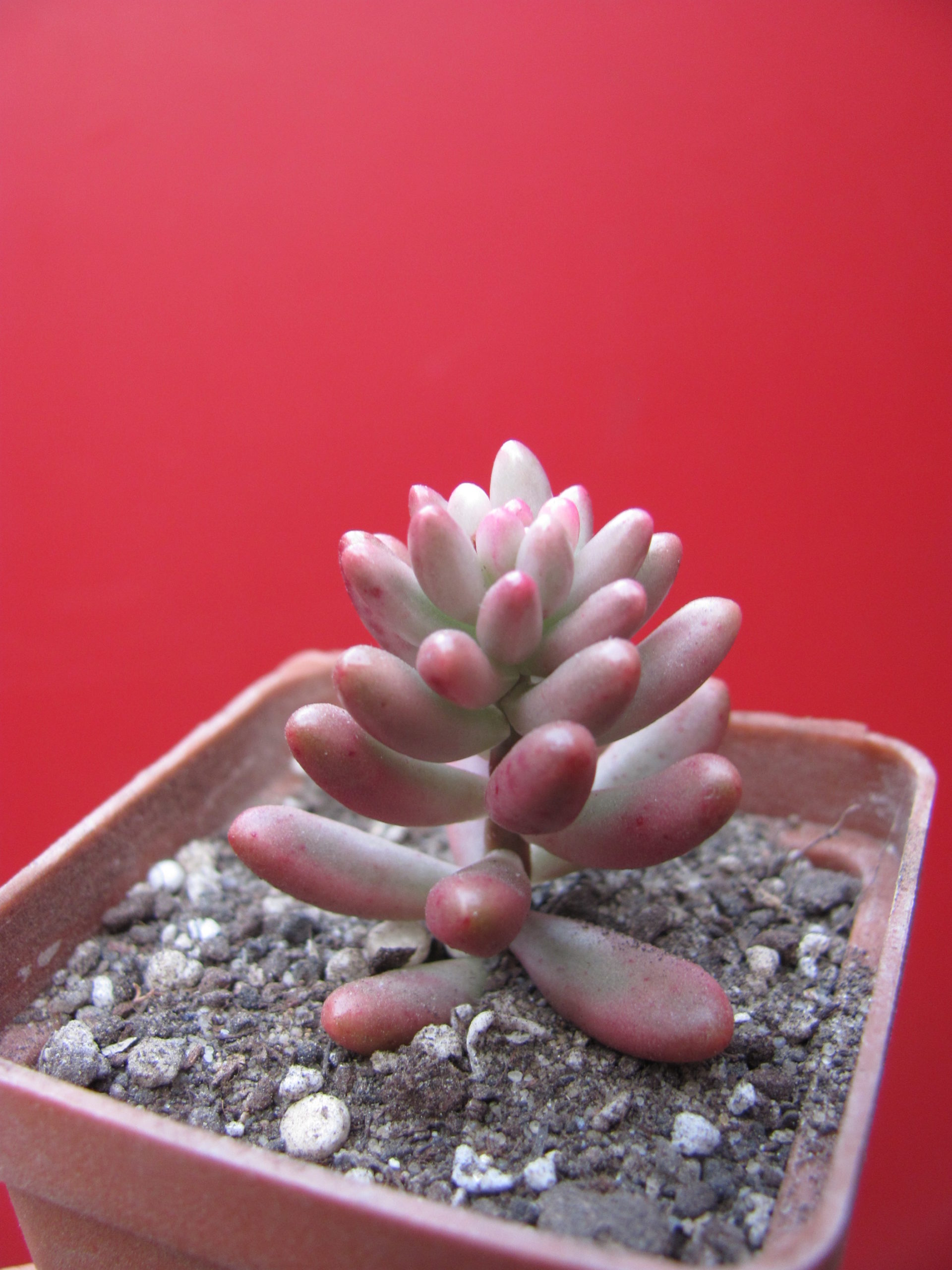 Sedum   Aurora