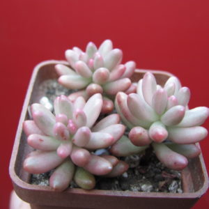 Sedum    Aurora    3 вместе