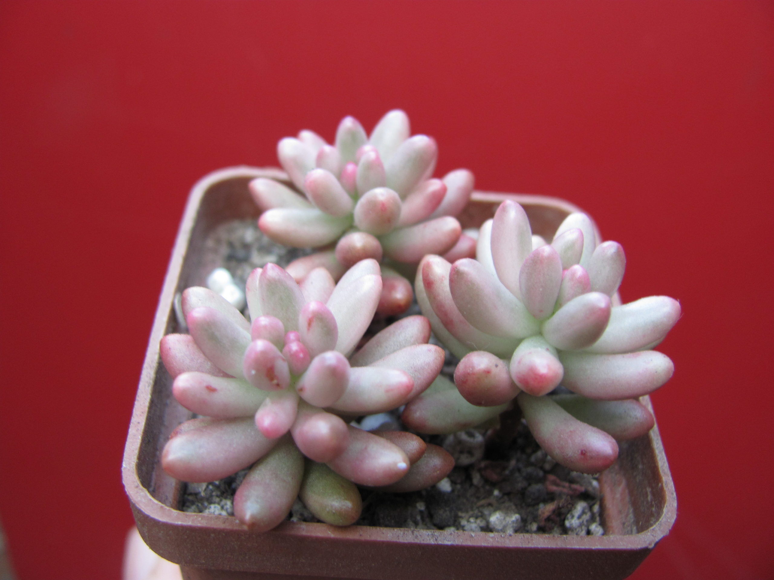 Sedum    Aurora    3 вместе