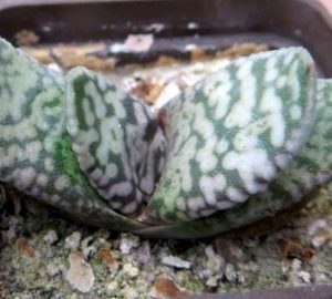 gasteria carinata 'snowstorm'