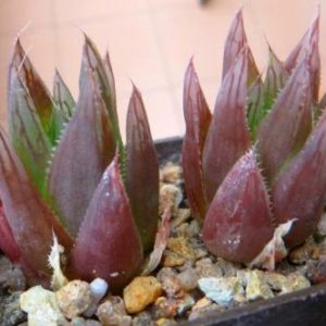 haworthia cooperi leightonii всегда красная