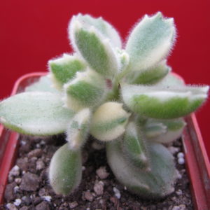 Cotyledon tomentosa   variegata