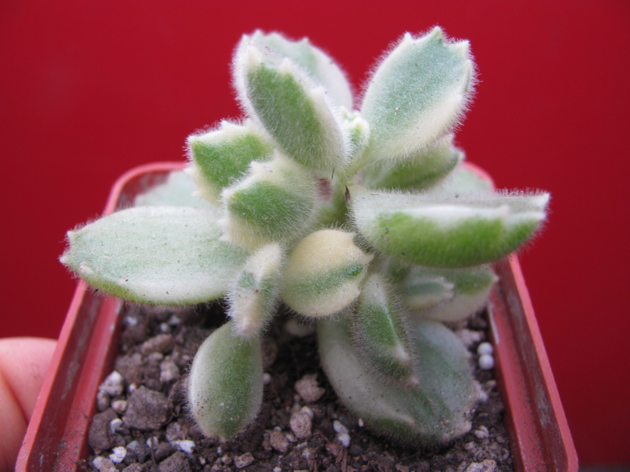 Cotyledon tomentosa   variegata