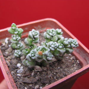 Crassula   coralina
