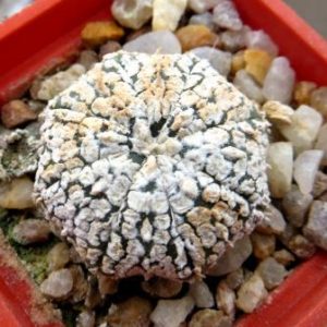 astrophytum super kabuto super white