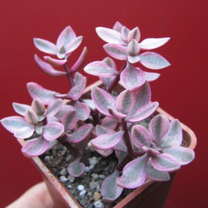 Crassula  volkensii   variegata
