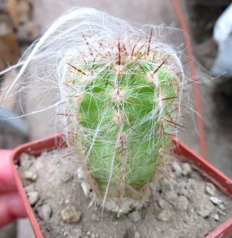 Cephalocereus senilis