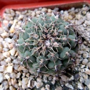 gymnocalycium spec.