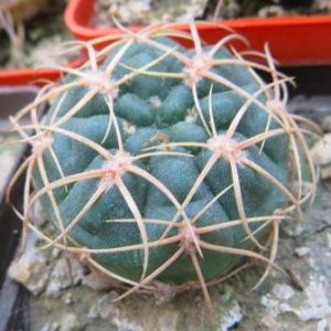 gymnocalycium sutterianum