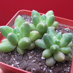 Pachyphytum compactum   Big Green    3 вместе