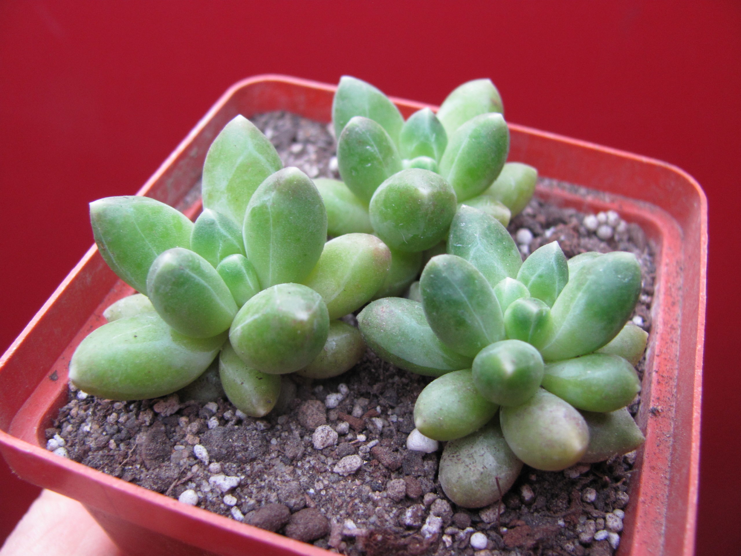 Pachyphytum compactum   Big Green    3 вместе