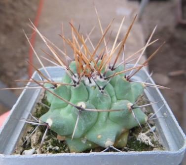 thelocactus lophothele