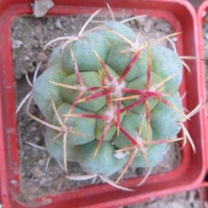 thelocactus hexaedrophorus var. fossulatus