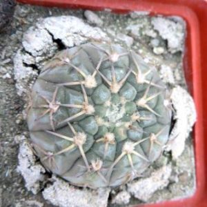 gymnocalycium platygonum