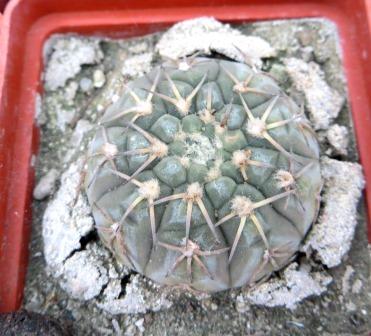 gymnocalycium platygonum