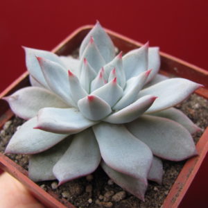 Echeveria   Blue Bird