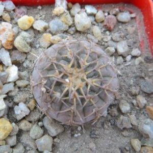 gymnocalycium platygonum